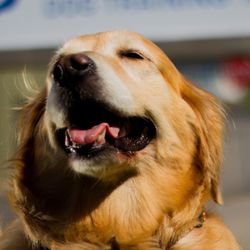 Creative Dog Training
