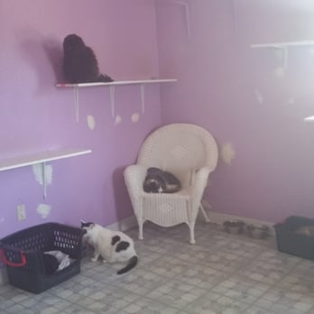Nevada SPCA - One of the kitty rooms. - Animal Shelters Near Me - Las Vegas, Nevada Nevada SPCA - One of the kitty rooms. - Animal Shelters Near Me - Las Vegas, Nevada