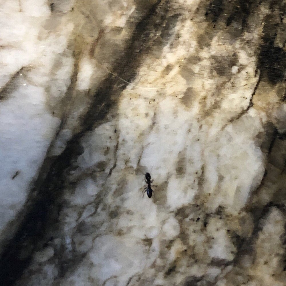 Aptive Pest Control - Ant in home after second treatment! - Pest Control Near Me - Deer Park, New York Aptive Pest Control - Ant in home after second treatment! - Pest Control Near Me - Deer Park, New York