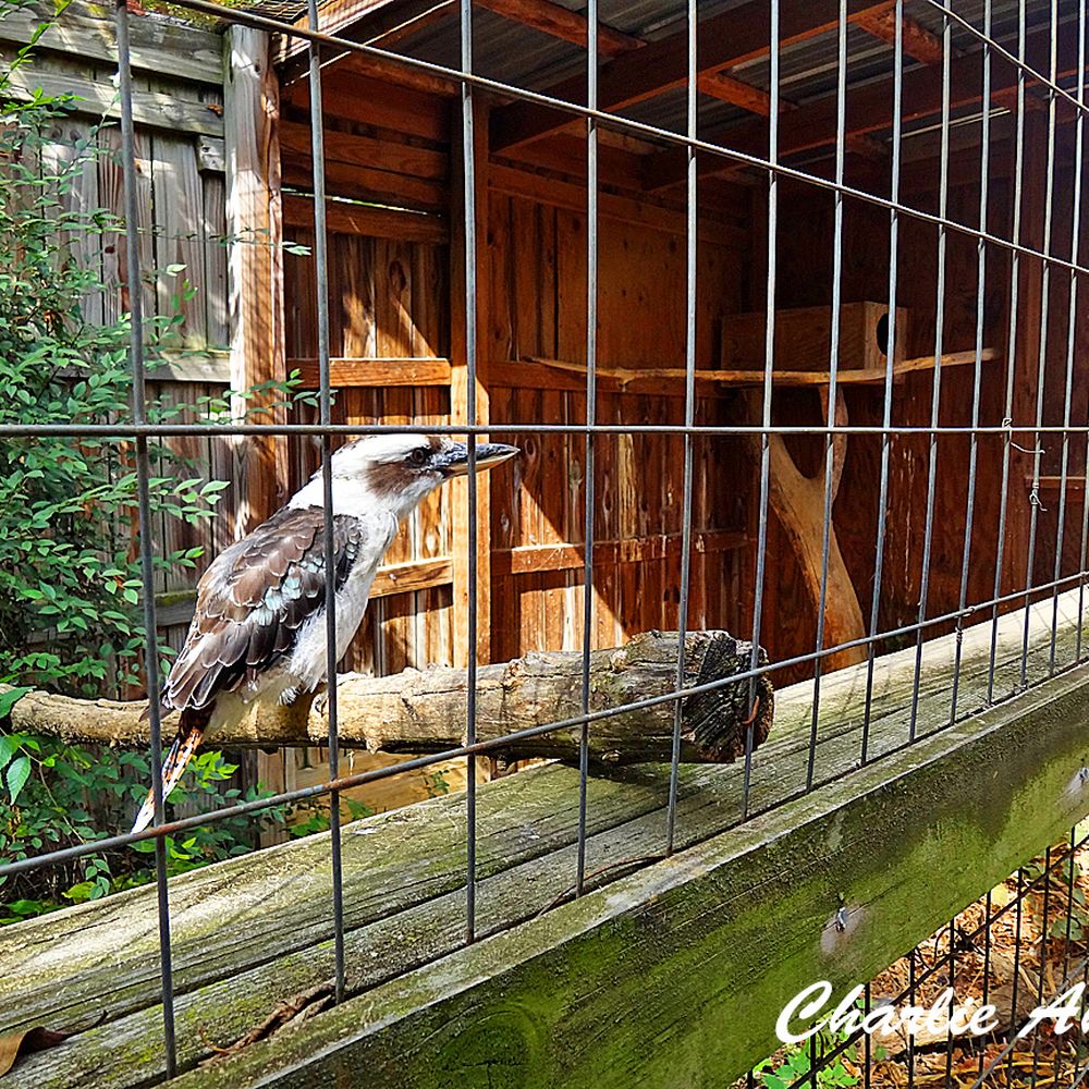 Luray Zoo - This is a Laughing Kookaburra. He put on a laughing show for us. - Zoos Near Me - Luray, Virginia