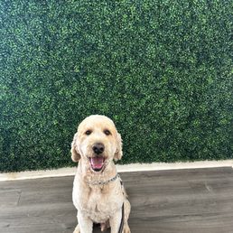 Josue did an awesome job grooming Charlie!