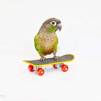 Shelburne Veterinary Hospital - Marley learning to skateboard - Veterinarians Near Me - Shelburne, Vermont Shelburne Veterinary Hospital - Marley learning to skateboard - Veterinarians Near Me - Shelburne, Vermont