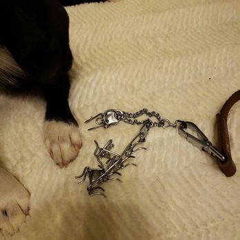 Enzo's Acres - Aversive collar - Pet Training Near Me - Battle Ground, Washington Enzo's Acres - Aversive collar - Pet Training Near Me - Battle Ground, Washington