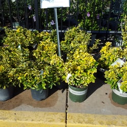 Johnson's Garden Centers