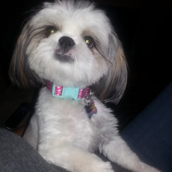 Puff & Fluff Grooming - Uptown - My Shih-tzu, Artsy, after her fabulous bath and cut by the wonderful Puff & Fluff team. - Pet Groomers Near Me - Phoenix, Arizona