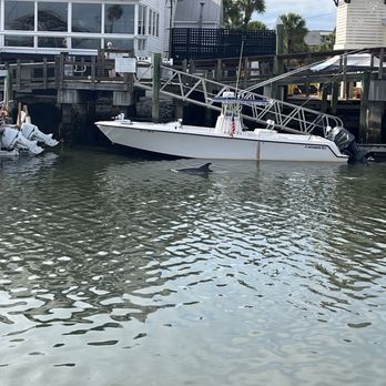 Tavern & Table - Dolphin hanging out in front of the rest. - New American Near Me - Mt. Pleasant, South Carolina
