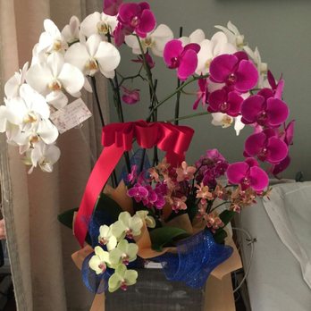 Bolsa Florist - Beautiful Orchids sent straight to his room. Uncle very happy - Florists Near Me - Westminster, California Bolsa Florist - Beautiful Orchids sent straight to his room. Uncle very happy - Florists Near Me - Westminster, California
