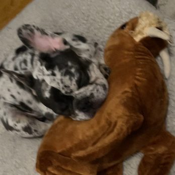 Cal State Dog Supplies - Ace the Frenchie - Pet Stores Near Me - Covina, California Cal State Dog Supplies - Ace the Frenchie - Pet Stores Near Me - Covina, California