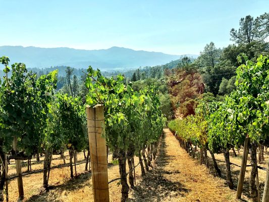 Viader Vineyards & Winery by null