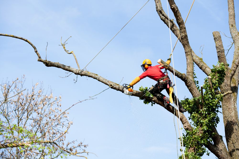 Timber & Beyond - tree service in Shermans Dale, PA