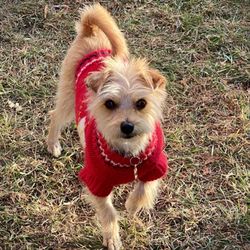 Happy and healthy pup & the best travel companion & hiking partner. We love coming to Loyl's for high quality dog food and treats.