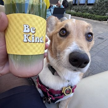 La La Land - My dog not impressed - Coffee & Tea Near Me - Los Angeles, California