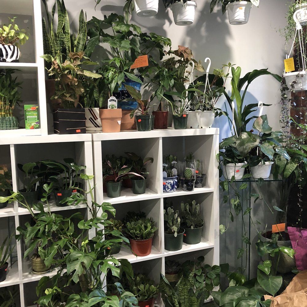 Incredible selection of plants Incredible selection of plants