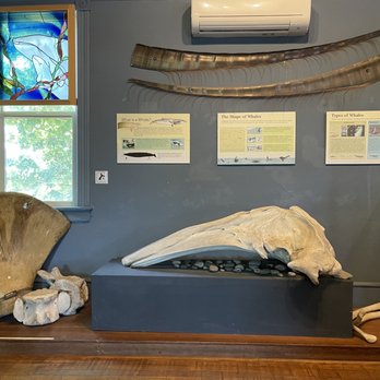 The Whale Museum - Shoulder blade bones - Museums Near Me - Friday Harbor, Washington The Whale Museum - Shoulder blade bones - Museums Near Me - Friday Harbor, Washington