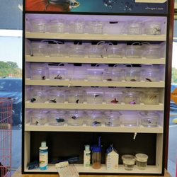 Concord Pet Foods & Supplies - Marsh Rd - The bettas have oxygen bubbles!