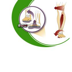 The Foot Foundation - Measuring pronation and supination. painful feet, orthotics, happy feet, knee pain, hip pain, foot pain.