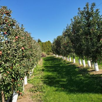 Prairie Sky Orchard - Pick Your Own Farms Near Me - Union, Illinois