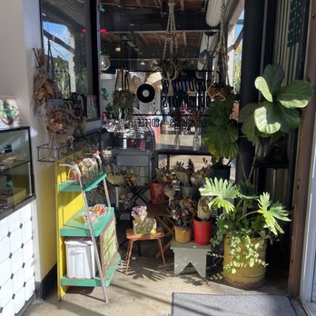 Good Town Doughnuts - Plants - Donuts Near Me - Costa Mesa, California