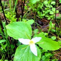 Trillium in bloom. Trillium in bloom.