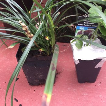 Hirt's Gardens - 3-inch pot size comparison. On left is 3-in pot from local garden center, on right is 3-in pot shipped by Hirt's (really seedling pot). - Nurseries & Gardening Near Me - Wadsworth, Ohio Hirt's Gardens - 3-inch pot size comparison. On left is 3-in pot from local garden center, on right is 3-in pot shipped by Hirt's (really seedling pot). - Nurseries & Gardening Near Me - Wadsworth, Ohio