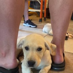 One of the puppies we loved! One of the puppies we loved!