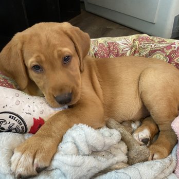 Quick Trigger Kennels - Our sweet girl at 8 weeks young - Pet Breeders Near Me - Pine City, Minnesota Quick Trigger Kennels - Our sweet girl at 8 weeks young - Pet Breeders Near Me - Pine City, Minnesota