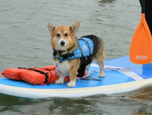 Water Dog Yoga, SUP & Barre by null