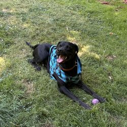 Bark Busters Home Dog Training Portland Southwest - Odin enjoying being off leash and chasing his ball