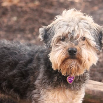 Camp Run-a-Pup - Love this furry face. - Pet Sitting Near Me