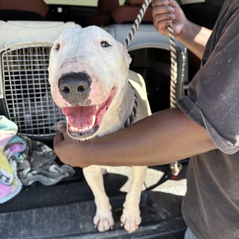 Hope For Paws - Community Service/Non-Profit Near Me - Studio City,, California Hope For Paws - Community Service/Non-Profit Near Me - Studio City,, California