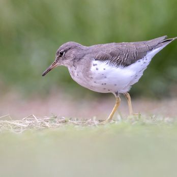 Yorba Regional Park - Spotted Sandpiper | IG @moniquedao - Parks Near Me - Anaheim, California