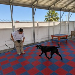 Off Leash K9 Training - Piper is working on focus, confidence, and obedience during her training session! Great job, Piper!