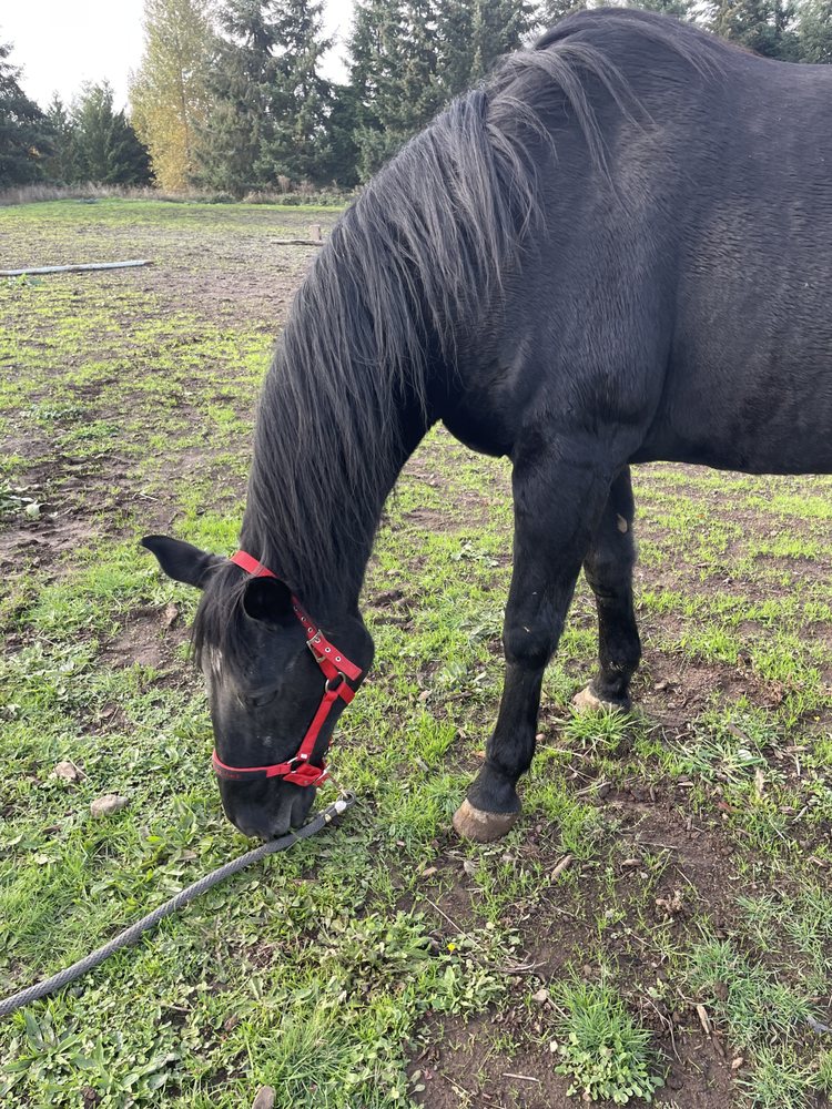 Holcomb Hills Equestrian - equestrian in Oregon City, OR