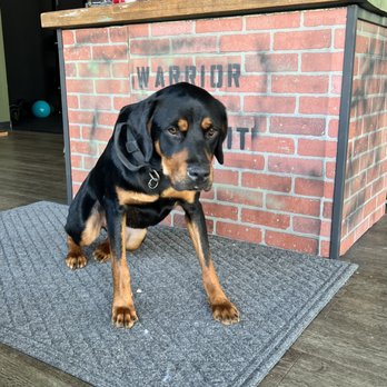 Warrior Axe Crossfit - We don't talk about her.....she is the naughty one of Warrior Axe and the employee most likely to get into EVERYTHING. - Gyms Near Me - Columbia, South Carolina