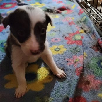 Misty Mountain Border Collies - Pet Breeders Near Me
