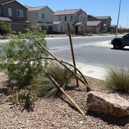 Sad tree Sad tree