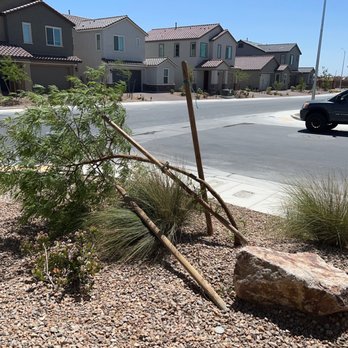 Royal Tree Service - Sad tree - Tree Services Near Me Royal Tree Service - Sad tree - Tree Services Near Me
