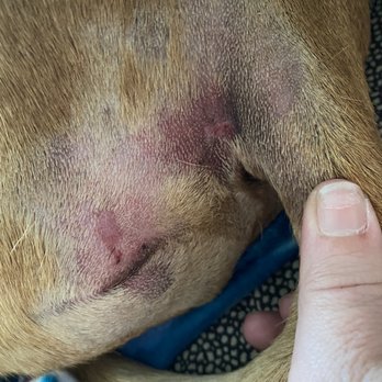 Residence Inn by Marriott Temple - Injury sustained to my dog during the visit - Hotels Near Me - Temple, Texas Residence Inn by Marriott Temple - Injury sustained to my dog during the visit - Hotels Near Me - Temple, Texas