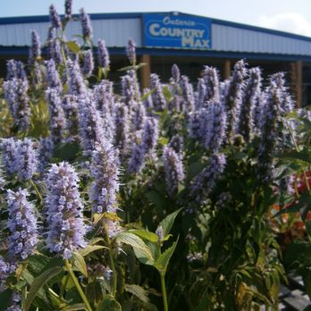 CountryMax - Pet Stores Near Me - Ontario, New York