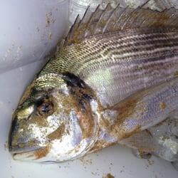 O Retiro Vinoteca - Peixinho sempre fresco...