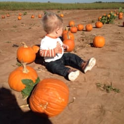 TG Farms - Barren wasteland pumpkin patch. So sad and such a waste of money.