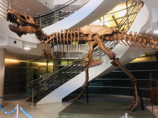 University of California Museum of Paleontology by null