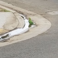 Wild Rose-ringed Parakeets of Bakersfield - by my house