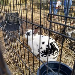 Ashley Ridge High School - Bunny!