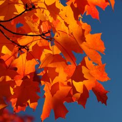 Nashoba Brook Bakery - Autumn Sugar Maples enjoy spectacular colors from Nashoba Brook Bakery's combination of sun & river.