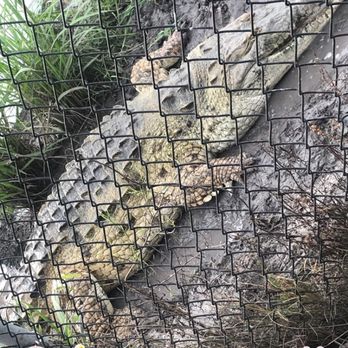 Crocodile Encounter - Orinoco crocodile - Zoos Near Me - Angleton, Texas