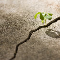 Heal Grow Shine: BE Your Potential - Soul Counseling
