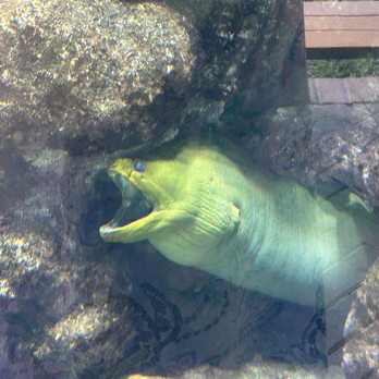 Gumbo Limbo Nature Center - A fish in one of the tanks - Parks Near Me - Boca Raton, Florida Gumbo Limbo Nature Center - A fish in one of the tanks - Parks Near Me - Boca Raton, Florida