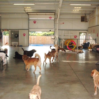 Dog Day Everyday - Pet Sitting Near Me - West Chester, Ohio Dog Day Everyday - Pet Sitting Near Me - West Chester, Ohio