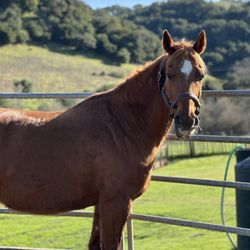 Witherspoon Ranch Arena